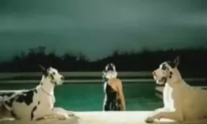 Mehun loputtua hän riisui rintaliivinsä ja näytti pilluaan, vartaloaan. karvainen pillu